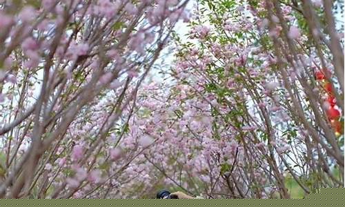广州增城天气预报_广州增城天气预报15天查询